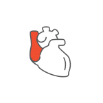 Cardiology
